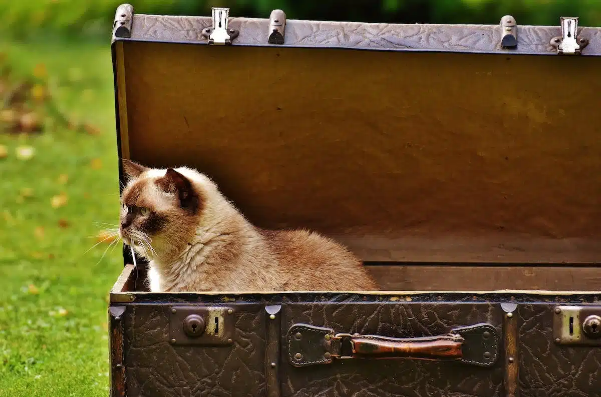 voyage  animal